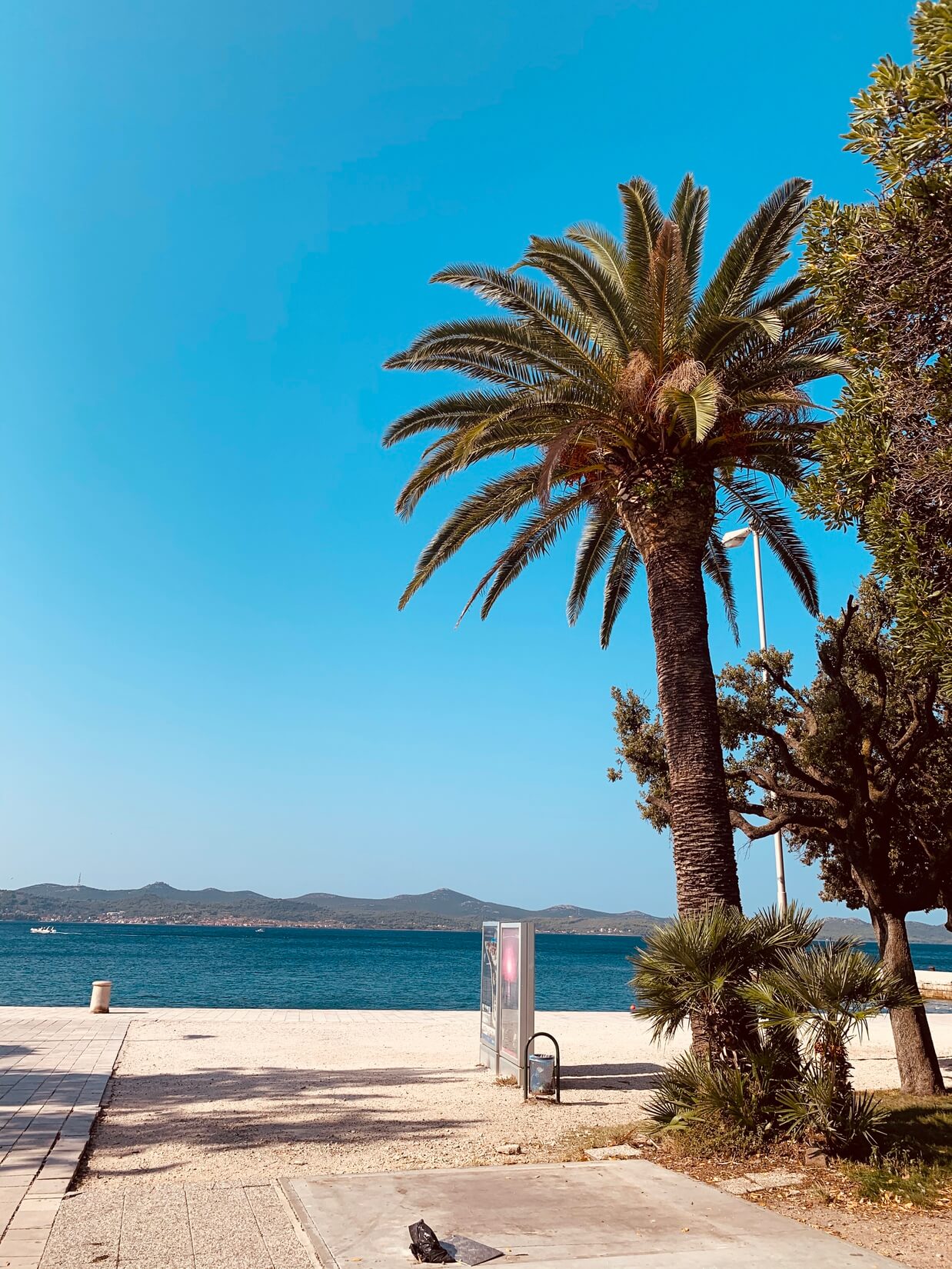 Palm Tree in Zadar