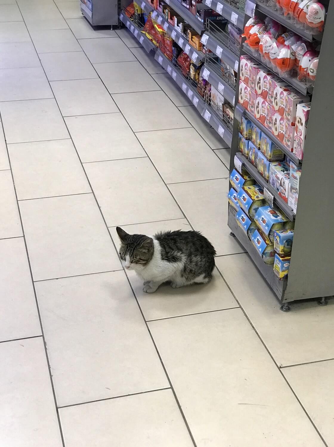 Photo of a cat in Carrefour