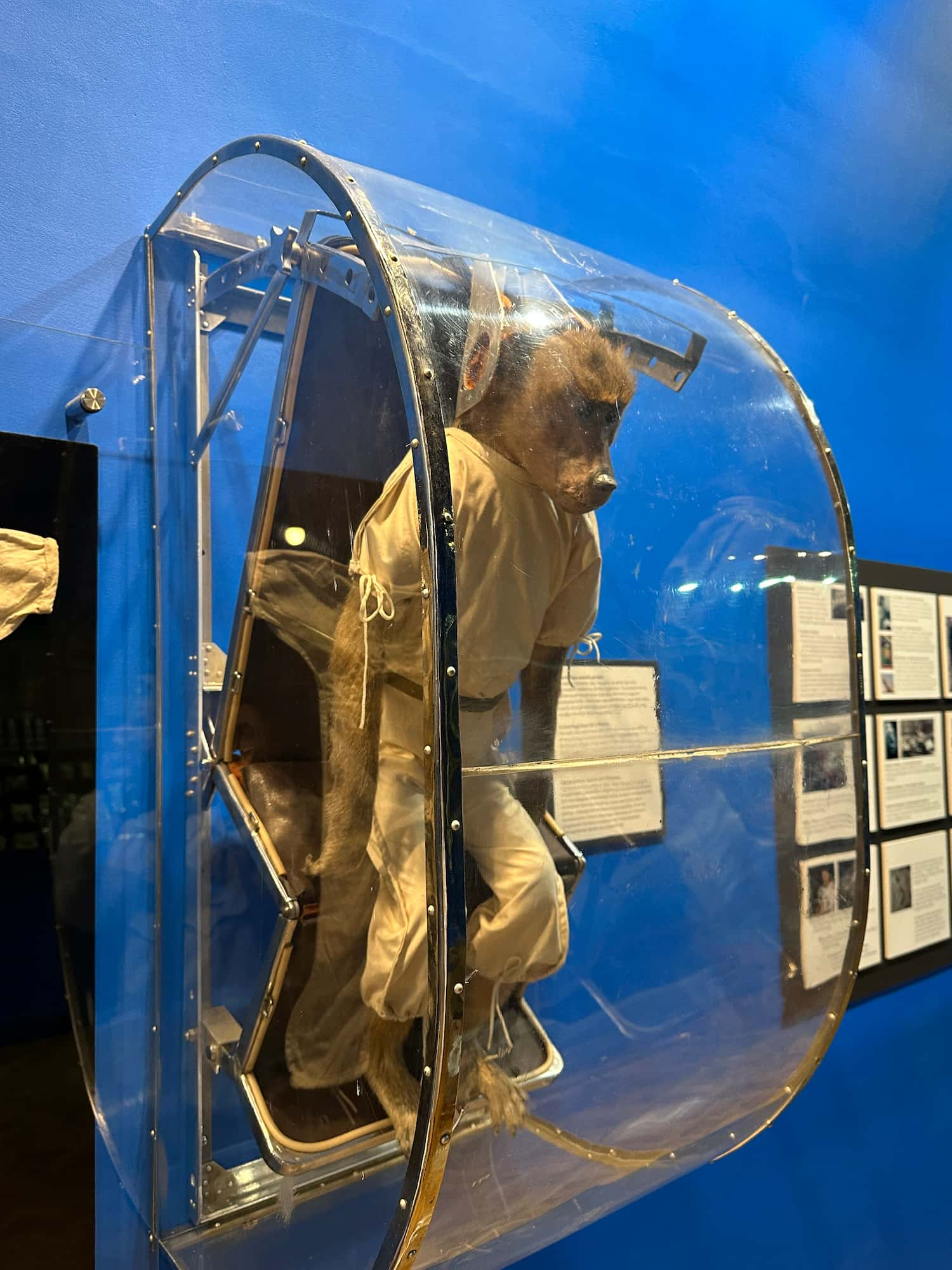 A stuffed monkey wearing a spacesuit in a glass capsule