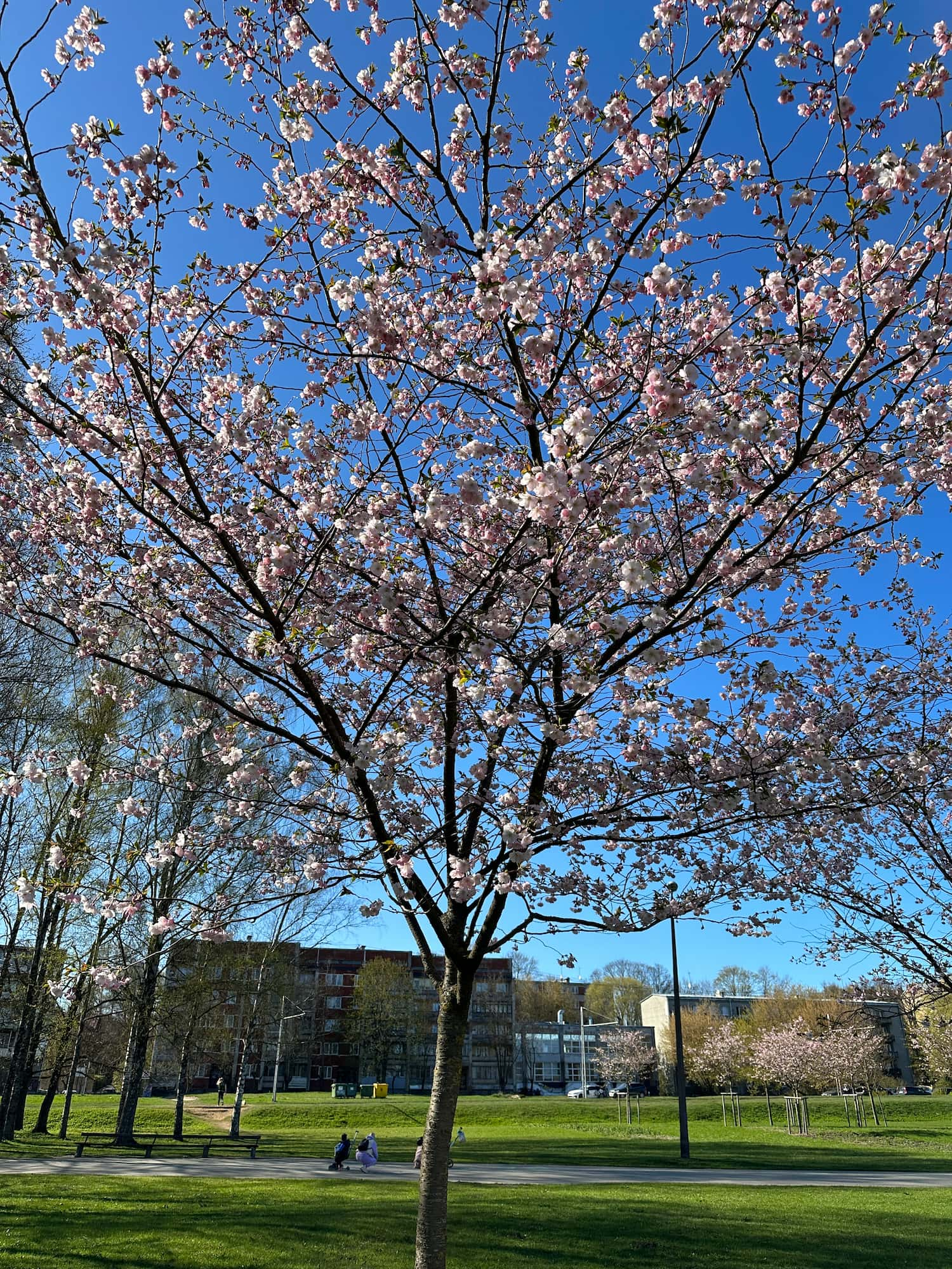 Another cherry tree with pink flowers